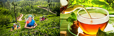 Ceylon Tea Exports